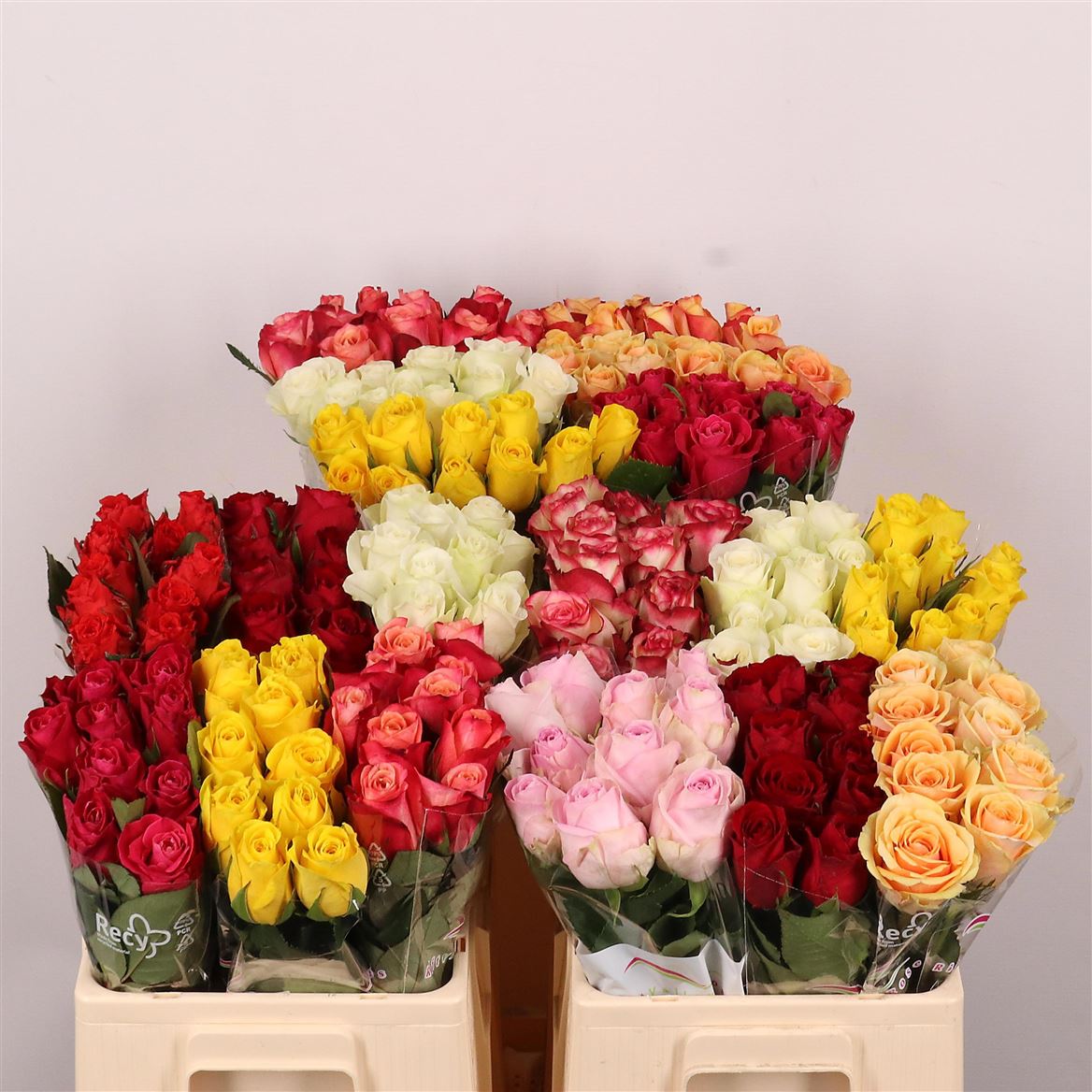 Rosa Mixed 50cm