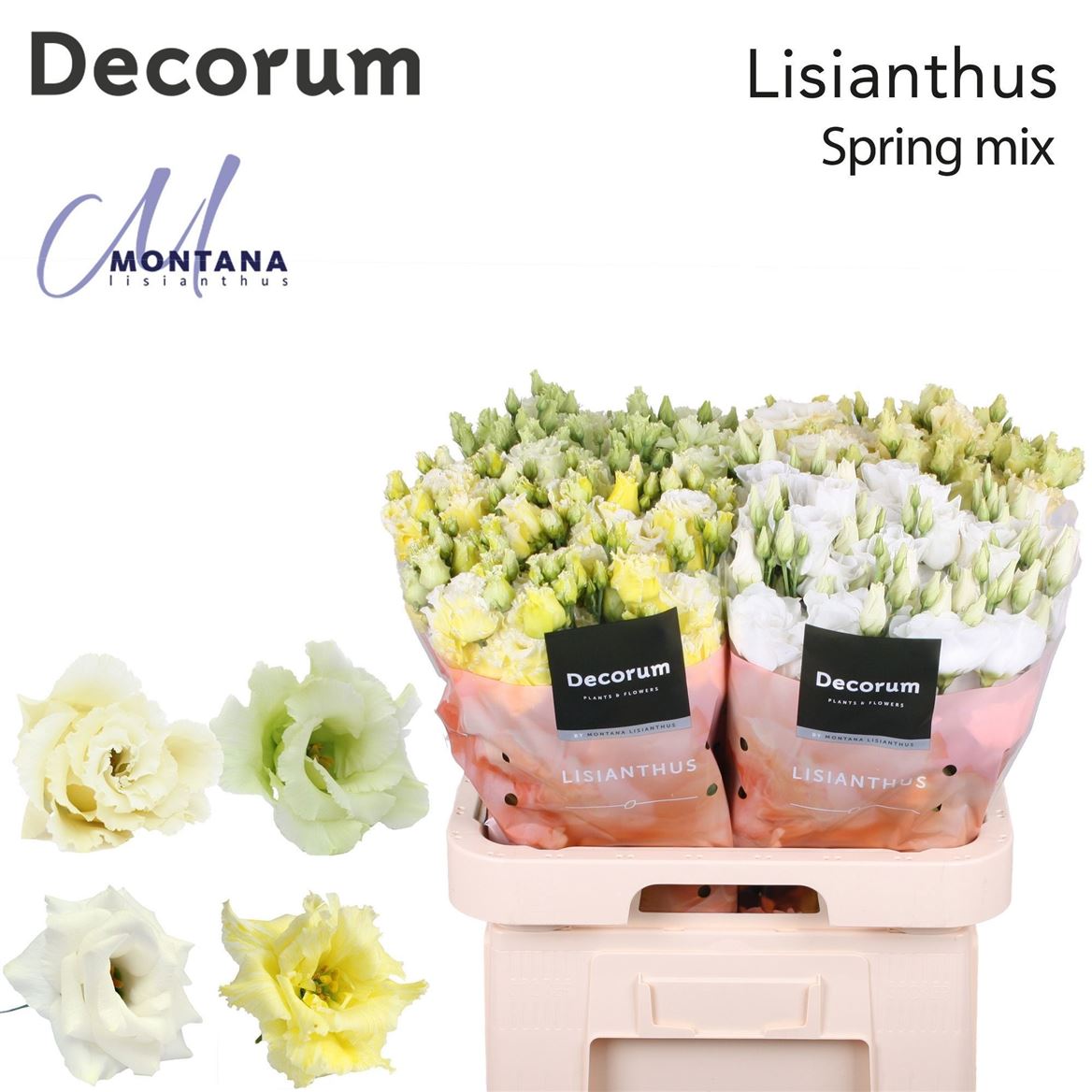 Eustoma Double Mix 70cm
