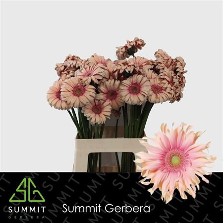 Gerbera Pasta Rosata