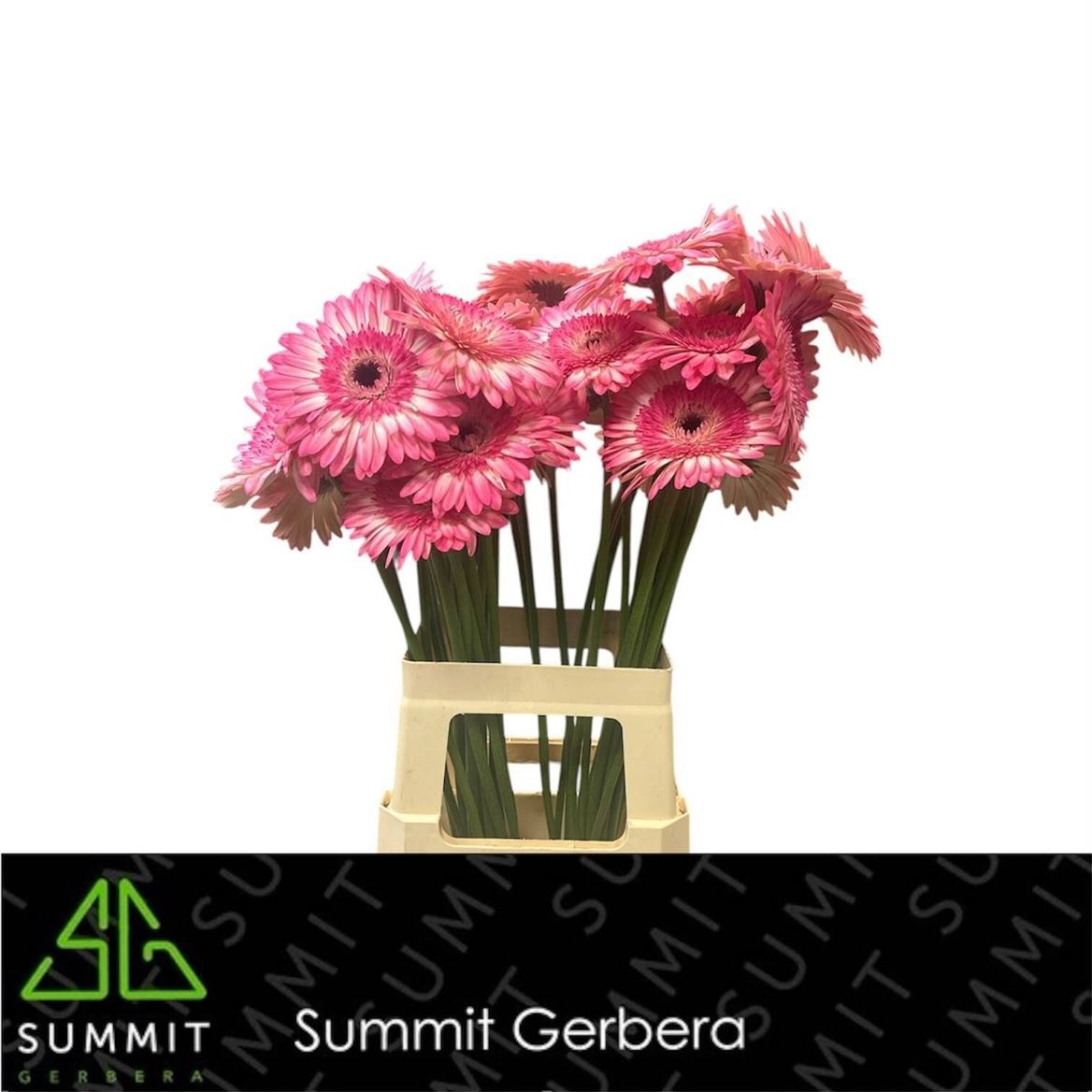 Gerbera Panna Cotta