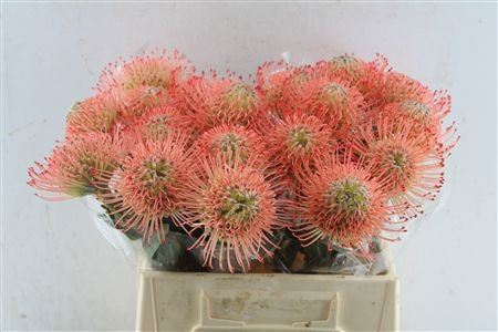 Leucospermum Ayoba Pink 40cm