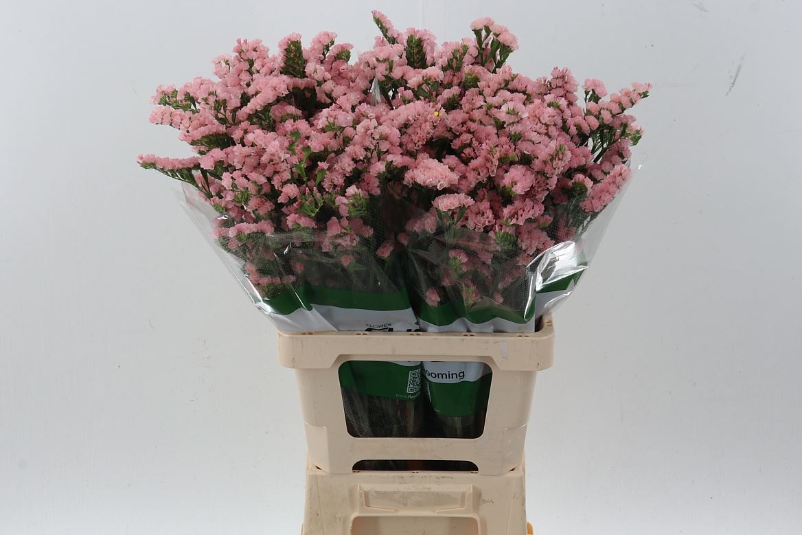 Limonium St Stuk 70cm 45gram