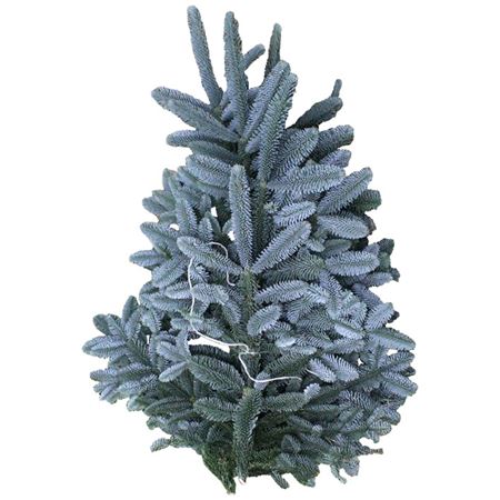 Abies Procera Nobilis Blue Per Kilo 50cm