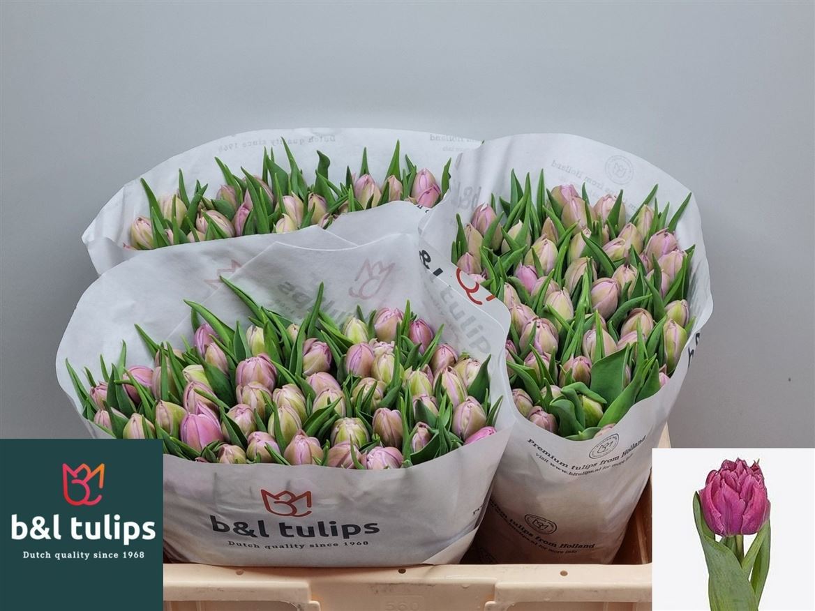 Tulip Double Double Price 35cm 35gr.