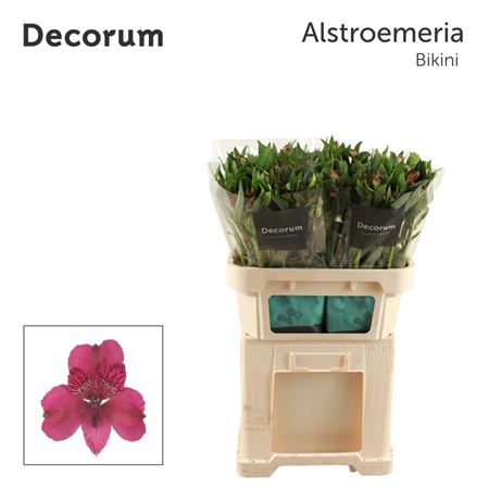Alstroemeria Bikini 75cm 100gr.