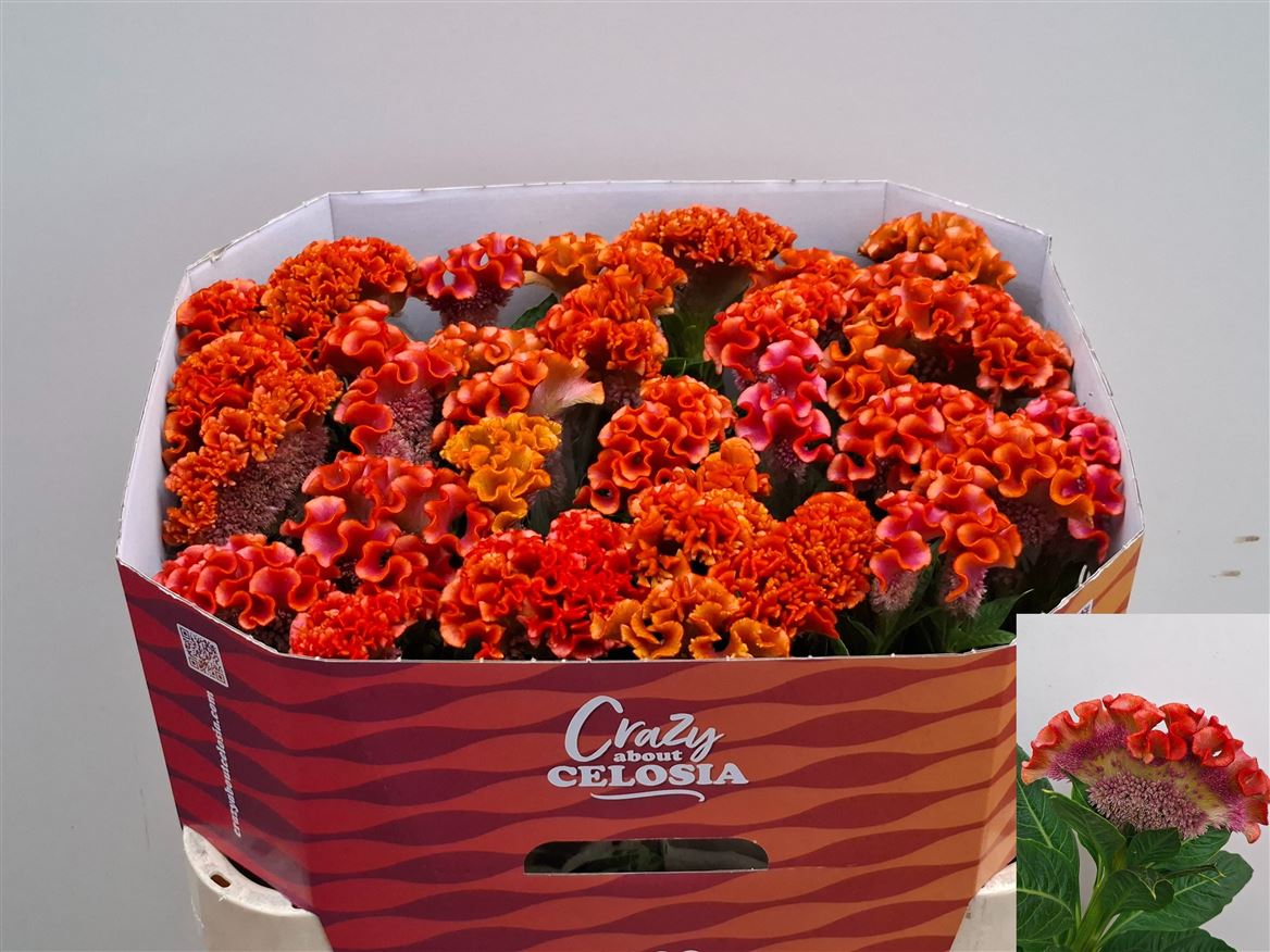 Celosia Punch 80cm
