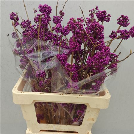 Callicarpa Bod Profu