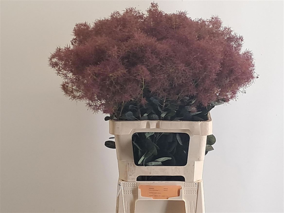 Cotinus Coggygria Magical Torch 70cm