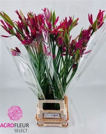 Nerine Pearls Of Cherry 95cm