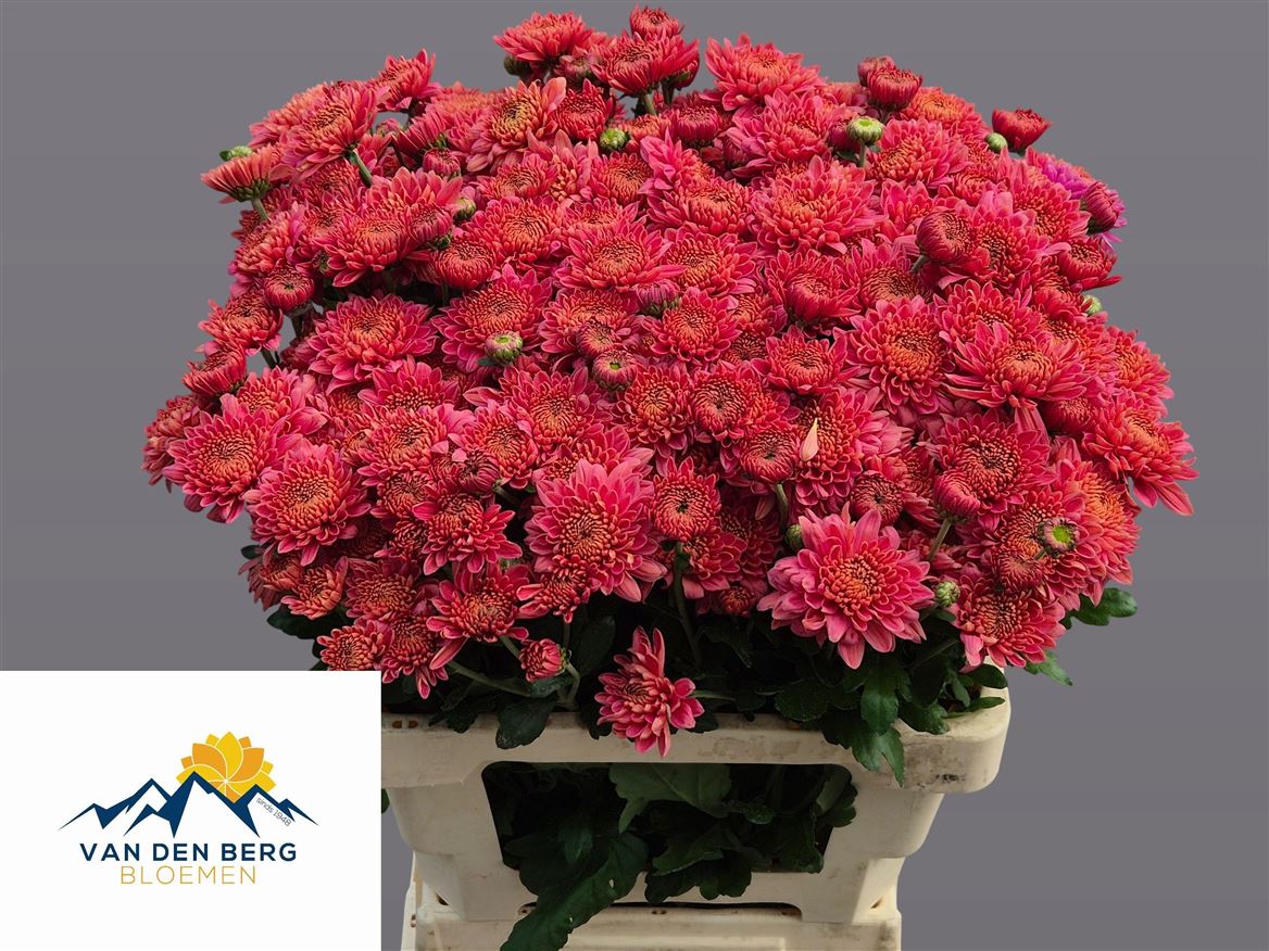 Chrysanth Spray Blenda Salmon 60cm 45gr.