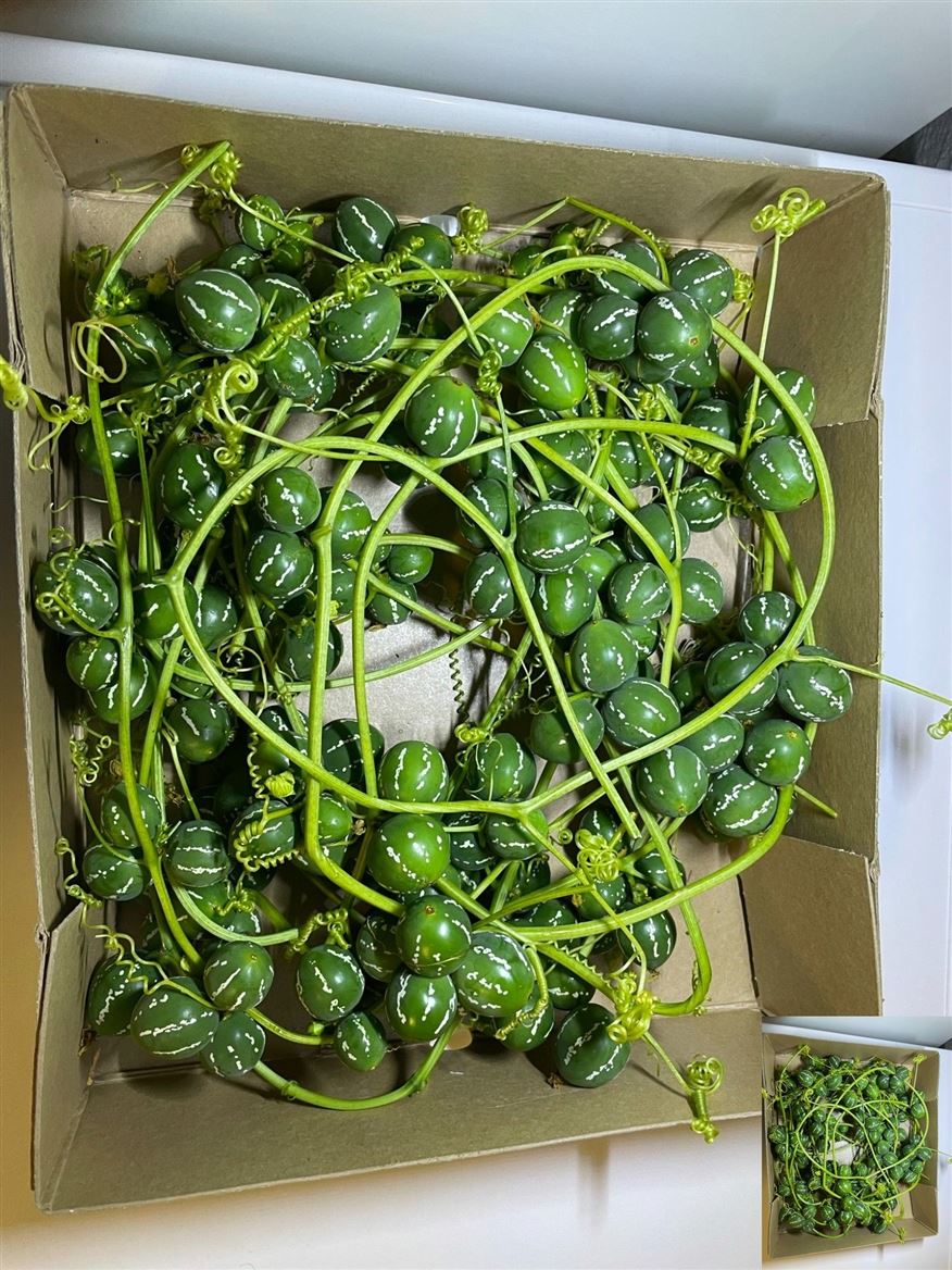 Diplocyclos Palmatus 700cm