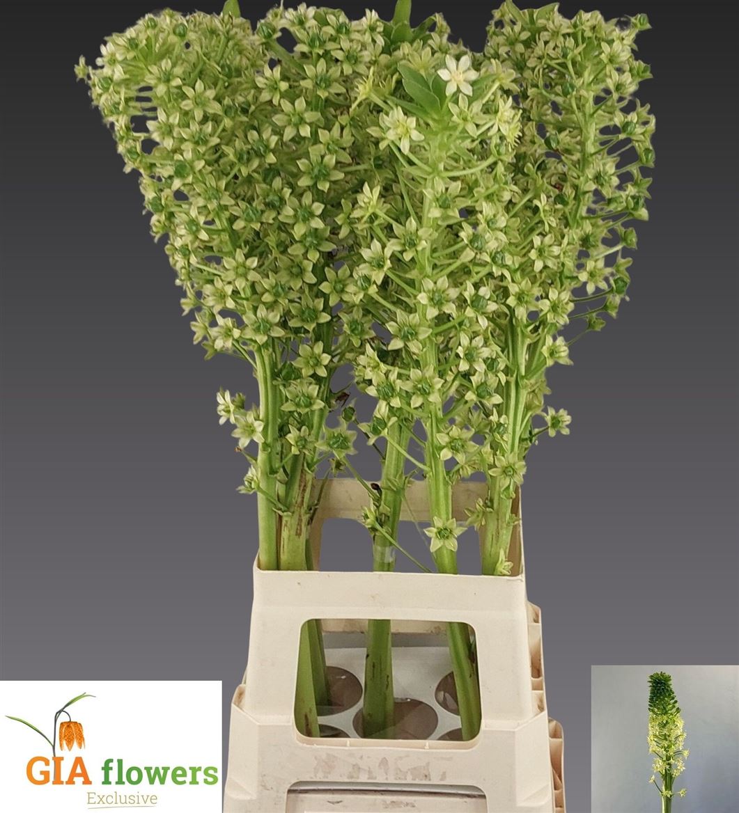 Eucomis Pole-Evansii Goliath 100cm