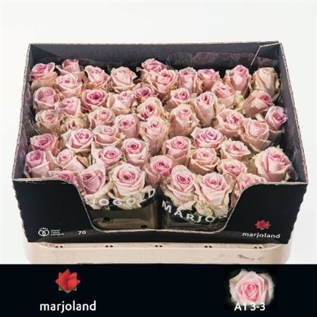 Rosa Sweet Dolomiti@ 70cm