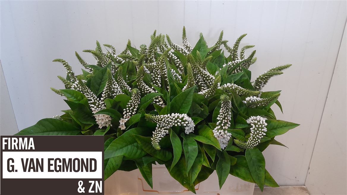 Lysimachia Clethroides 55cm