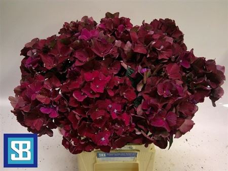 Hydrangea Mag Pink Ruby 60cm 17Ø