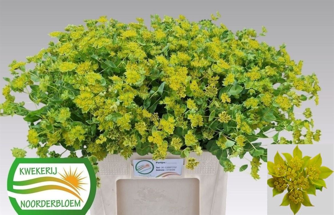 Bupleurum Rotundifolium 50cm