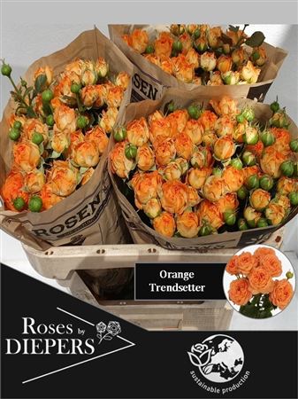 Rosa Spray Orange Trendsetter 70cm 5+