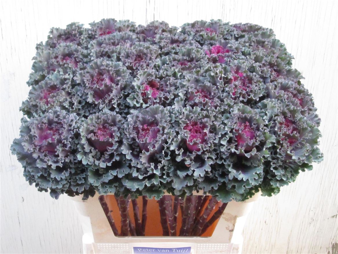 Brassica Crane Ruffle Red 70cm