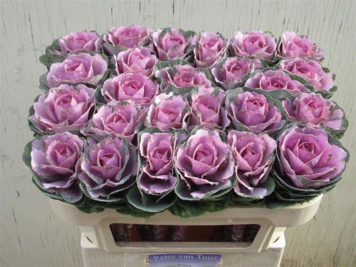 Brassica Crane Pink 65cm