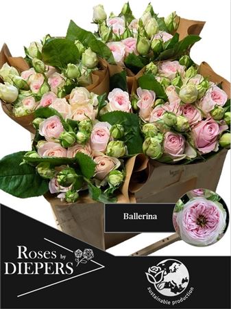 Rosa Spray Ballerina Summerhouse 50cm 1+
