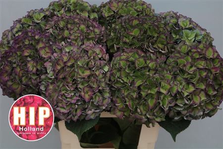 Hydrangea Rodeo Red Classic 60cm 20-22cm Hd