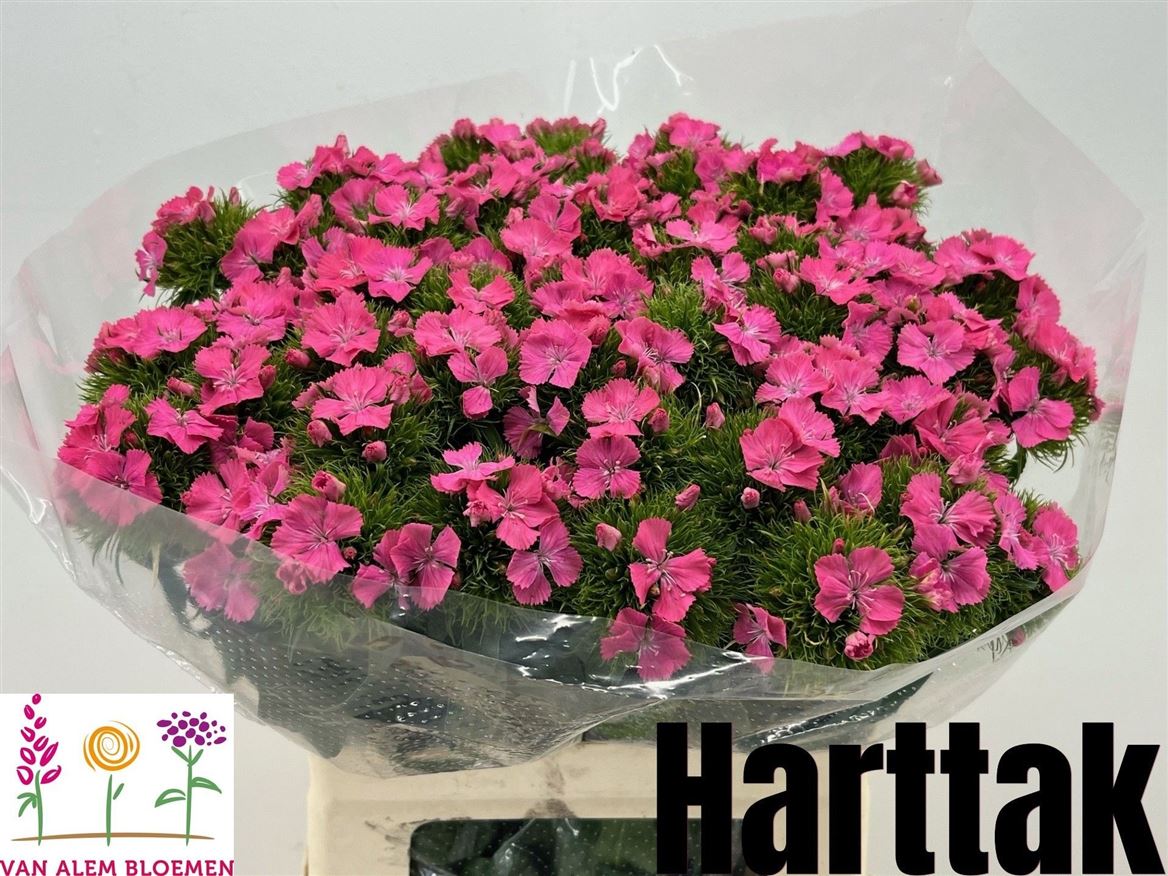 Dianthus Barb Sweet Will Pink 55cm