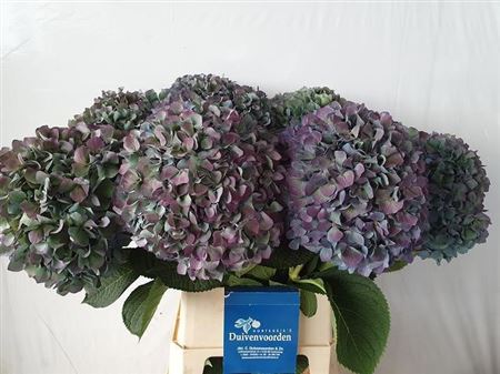 Hydrangea Pimpernel Classic 90cm 22-24cm Hd