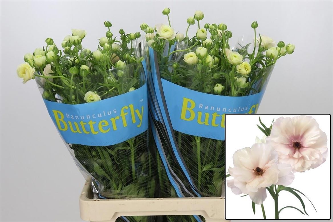 Ranunculus Butterfly Ariadne 70cm 40gr.