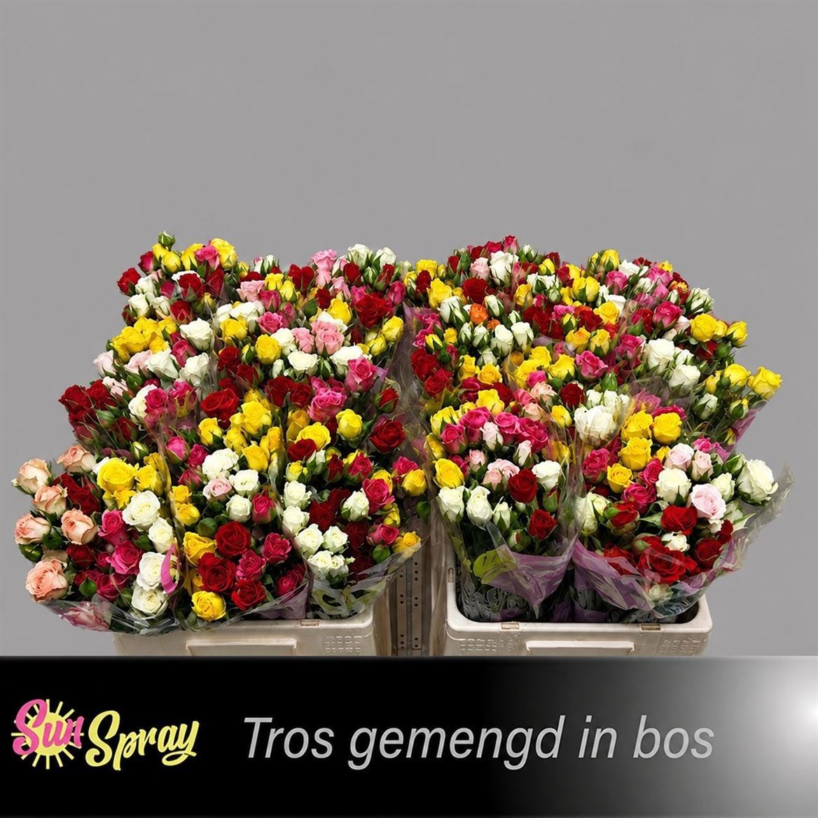 Rosa Spray Mix 40cm 3+