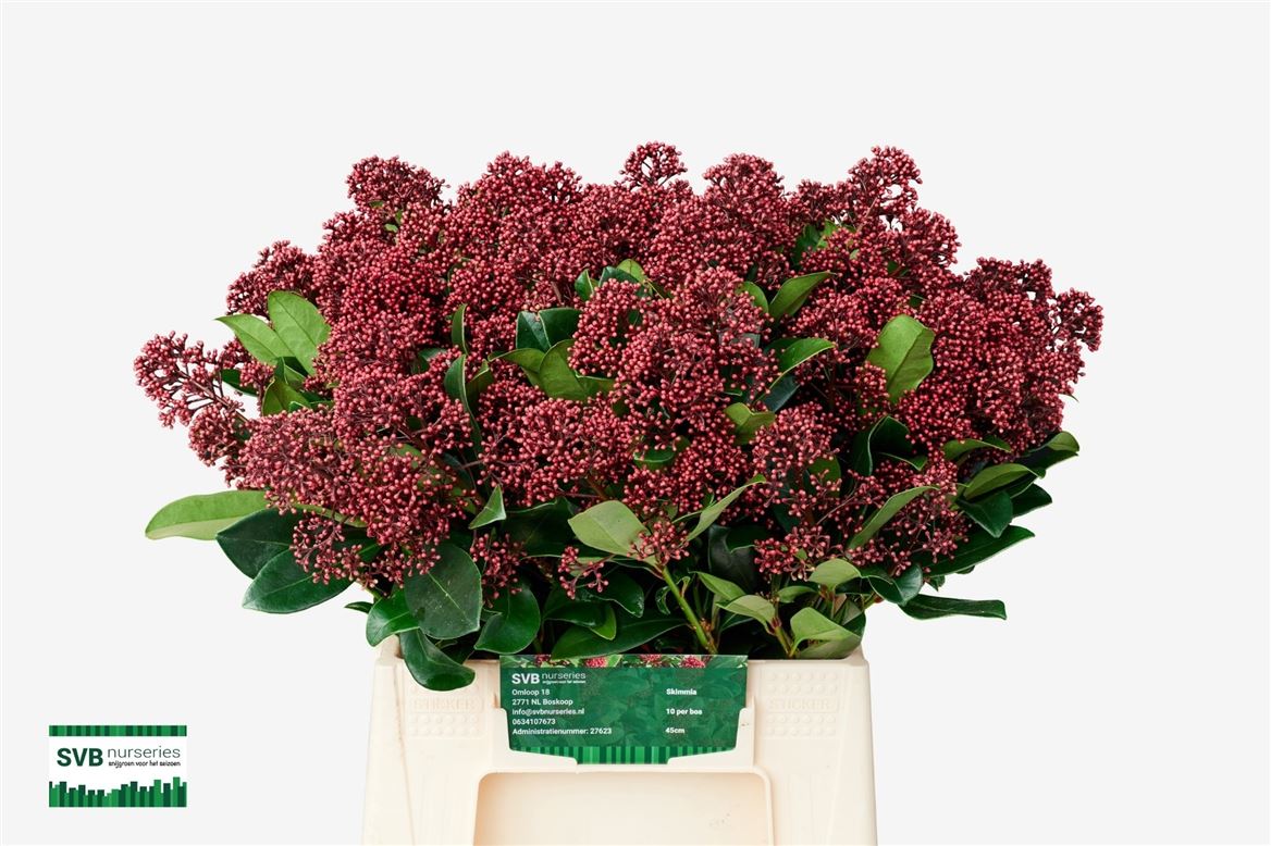 Skimmia Japonica Rubella Per Bunch 45cm