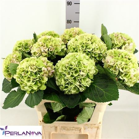 Hydrangea My Beautiful Matcha Classic 80cm 18-20cm Hd