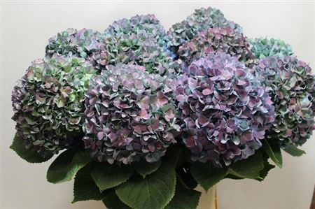 Hydrangea Pimpernel Classic 100cm 26-28cm Hd