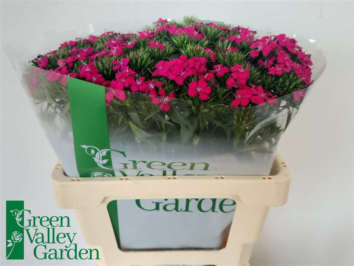 Dianthus Barb Neon Cher 50cm