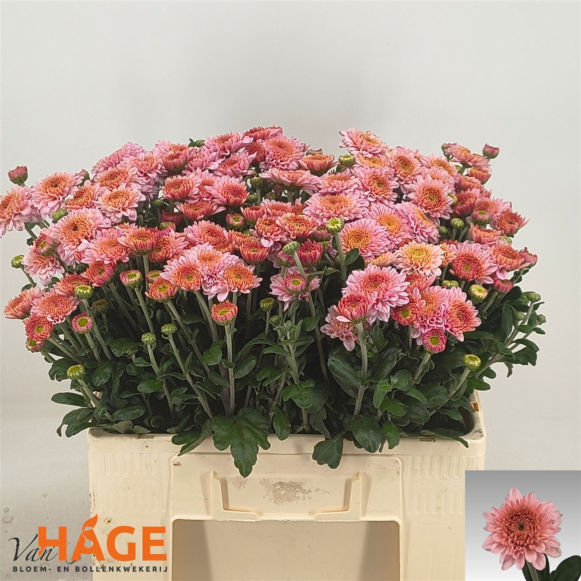 Chrysanth Spray Blenda 55cm 70gr.