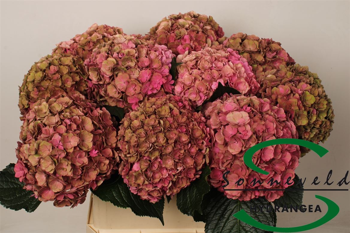 Hydrangea Royal Anastasia Classic 80cm 19-21cm Hd