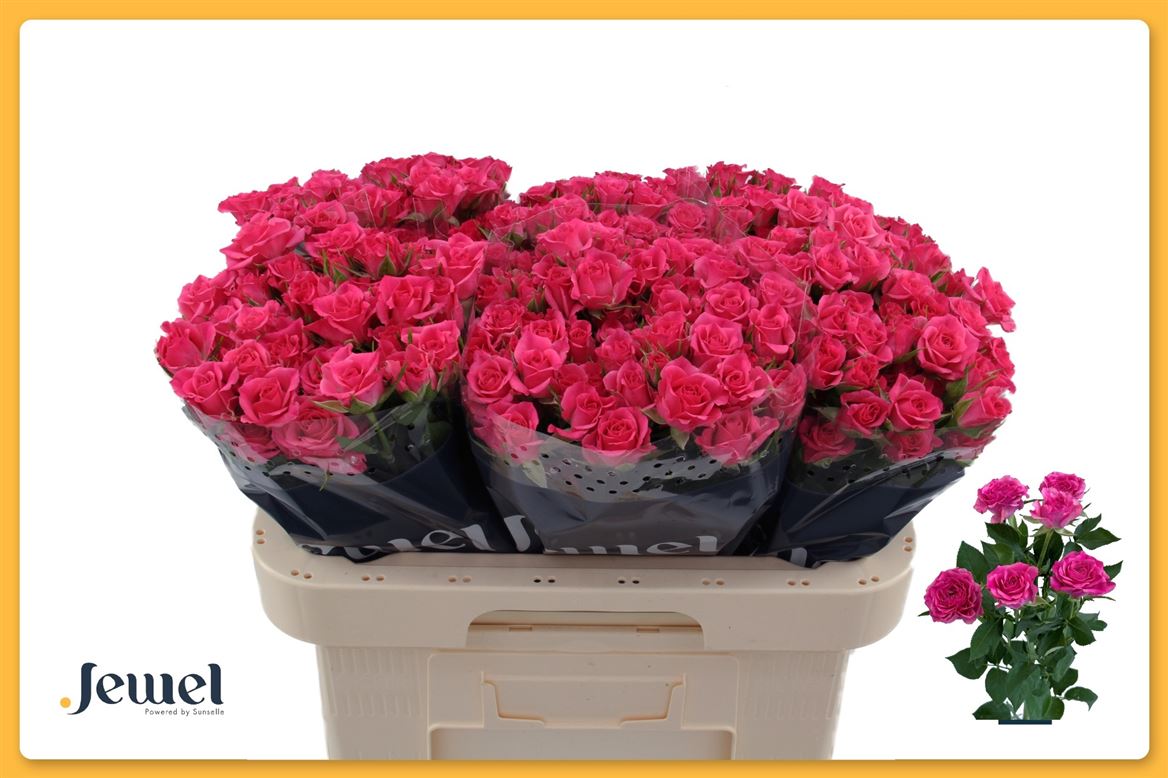 Rosa Spray Lianne 60cm 6+