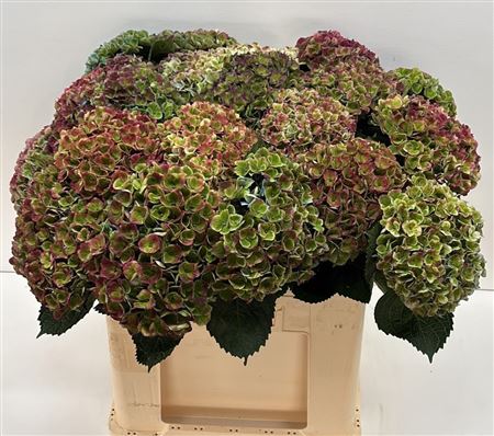 Hydrangea Revolution Classic 60cm 13-15cm Hd