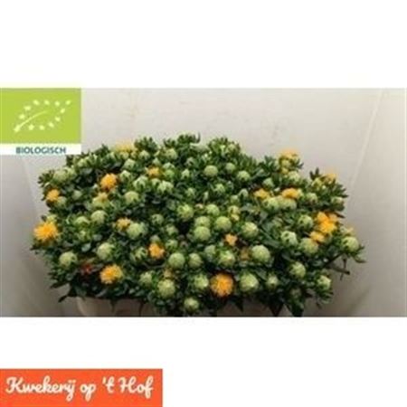 Carthamus Tinctorius 70cm
