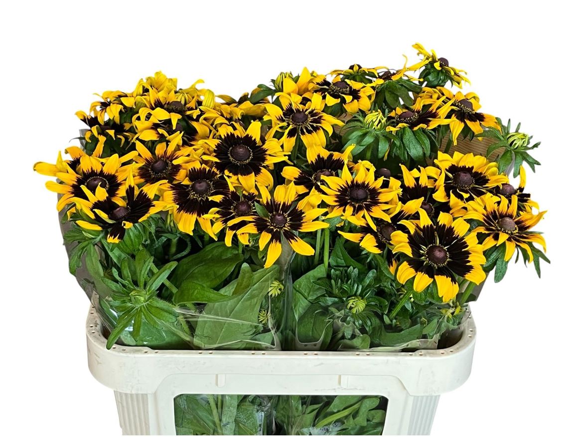 Rudbeckia Hirta Sputnik 70cm