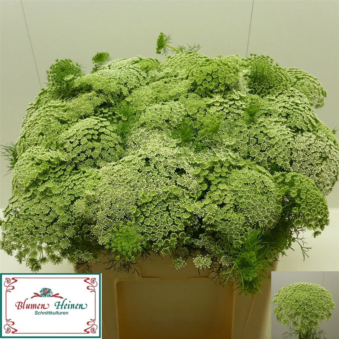 Ammi Visnaga 55cm
