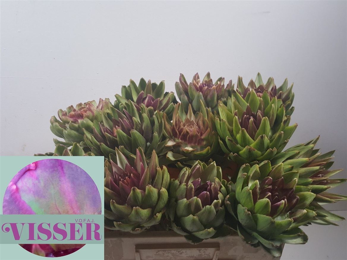 Cynara Green Globe 50cm