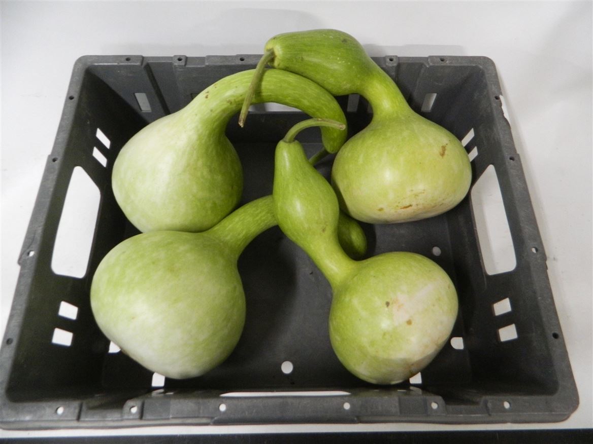 Ornamental Fruits Per Piece