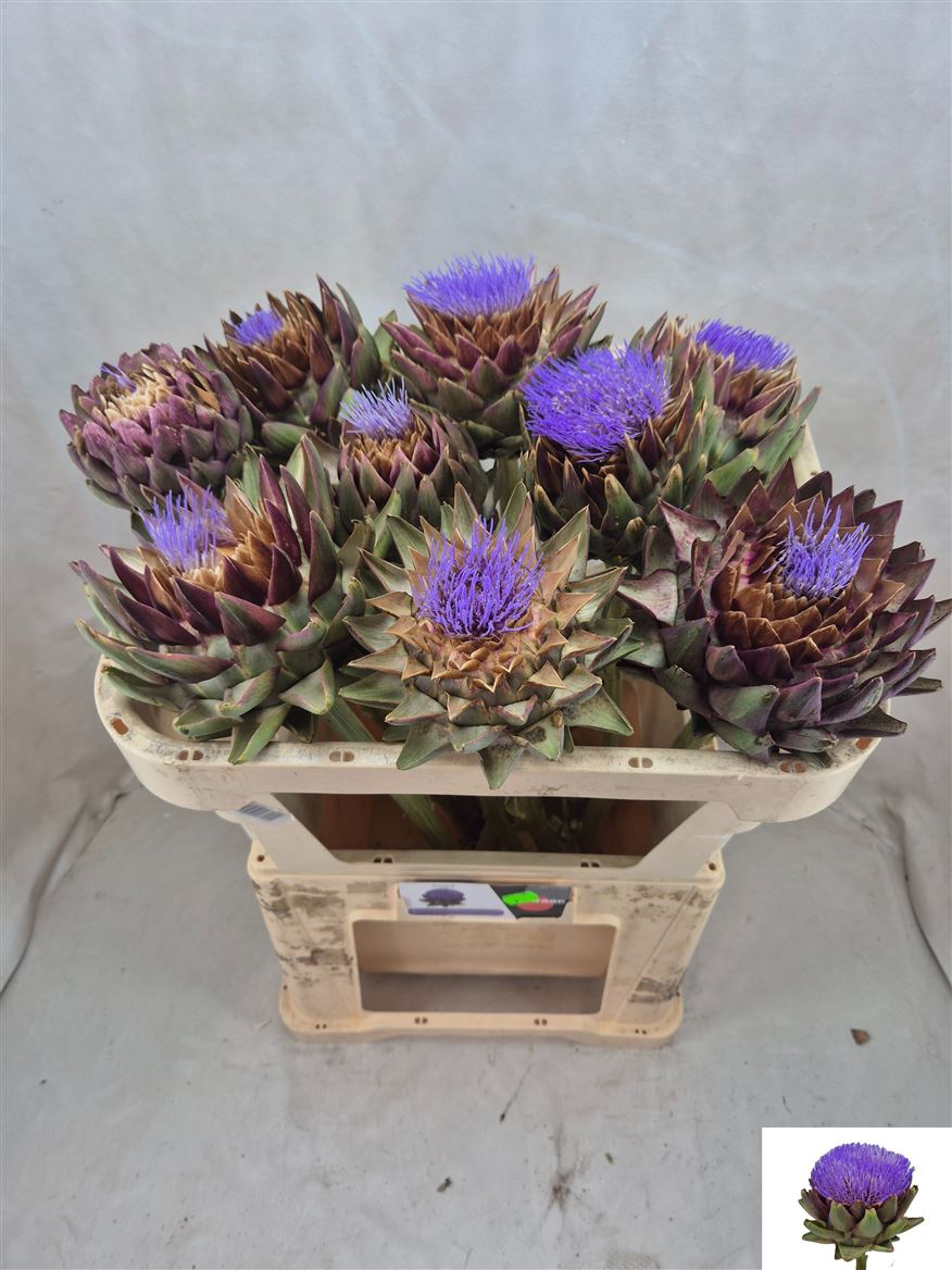 Cynara Green Globe 70cm