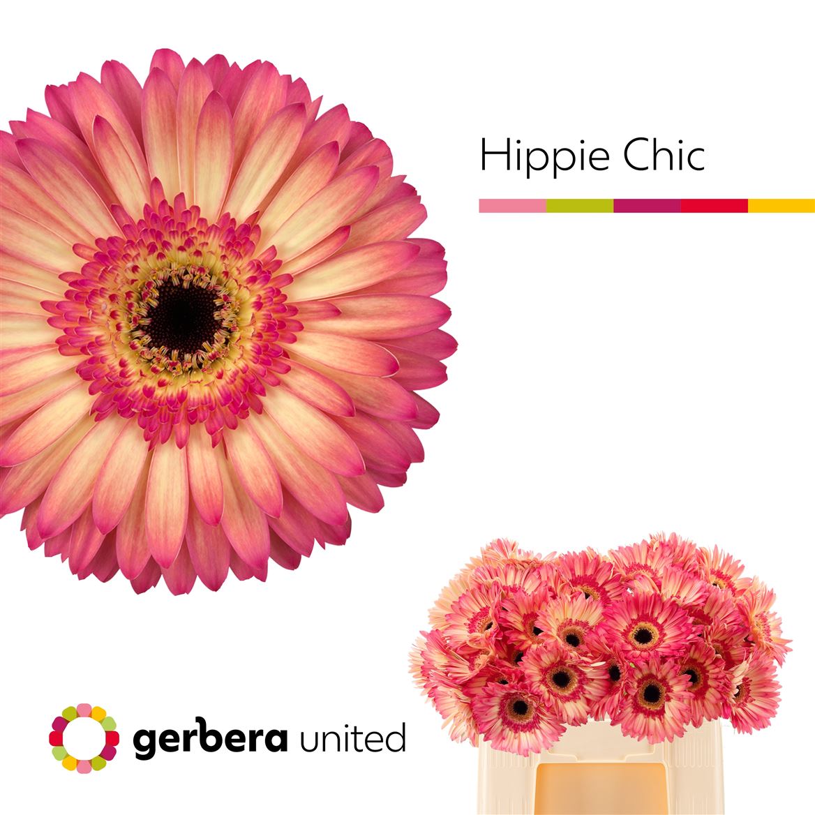 Gerbera Hippie Chic