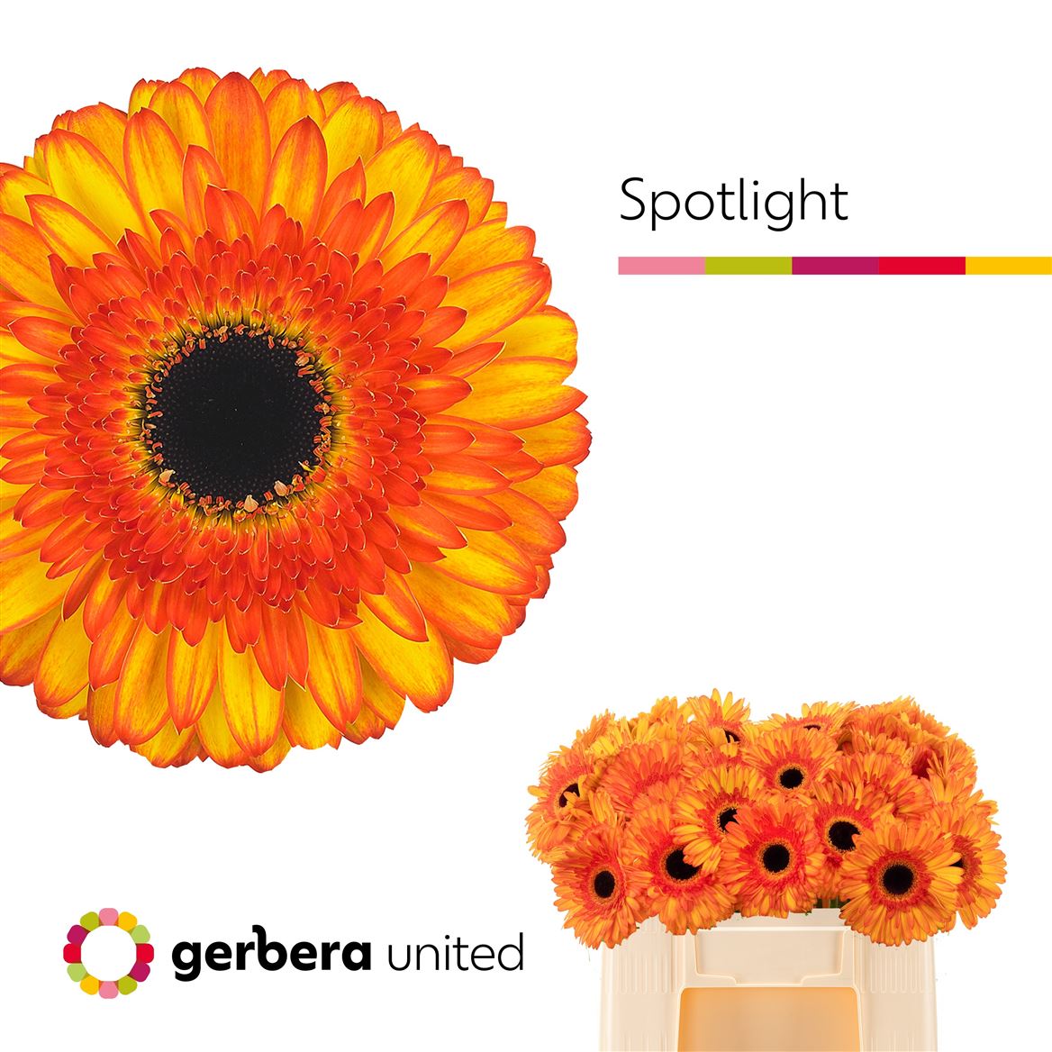 Gerbera Spotlight