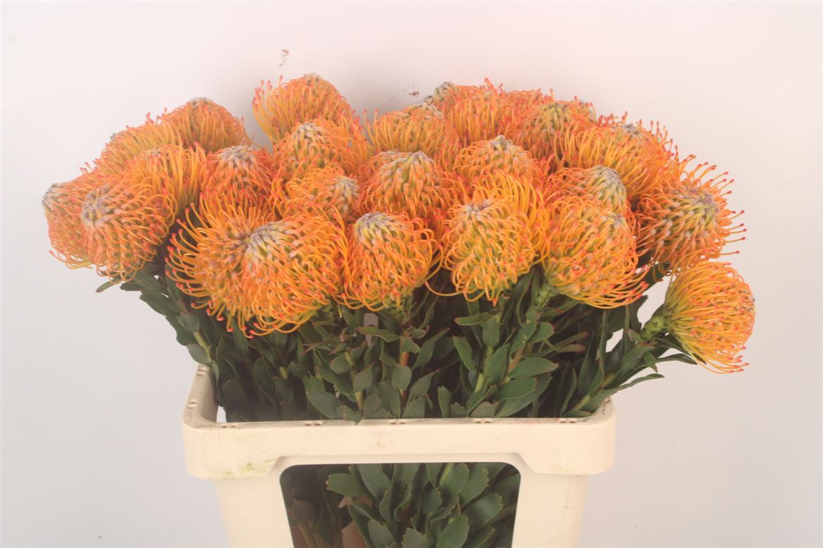 Leucospermum Ayoba Sun 70cm