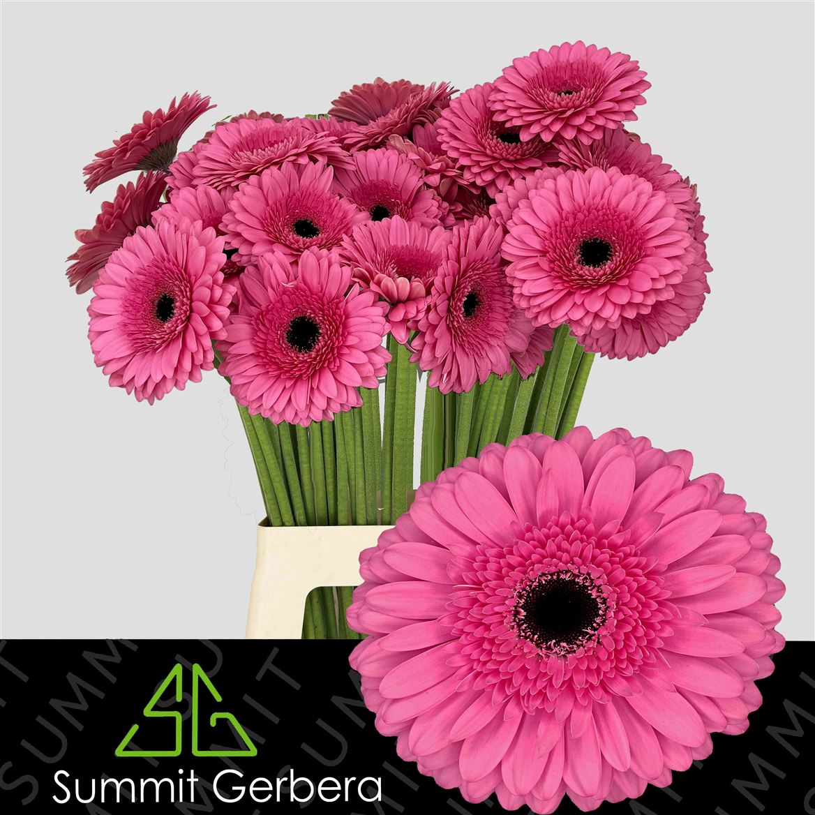 Gerbera Peppa