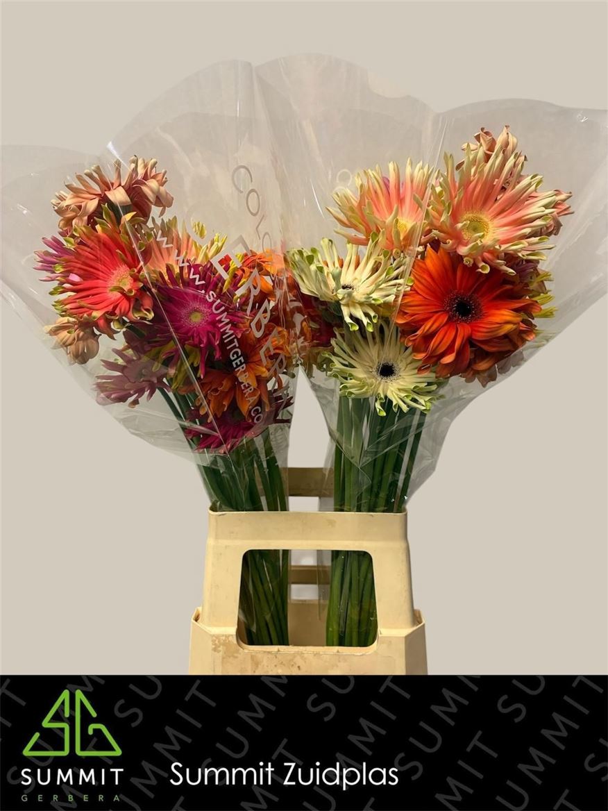 Gerbera Kv Pastini Mixed