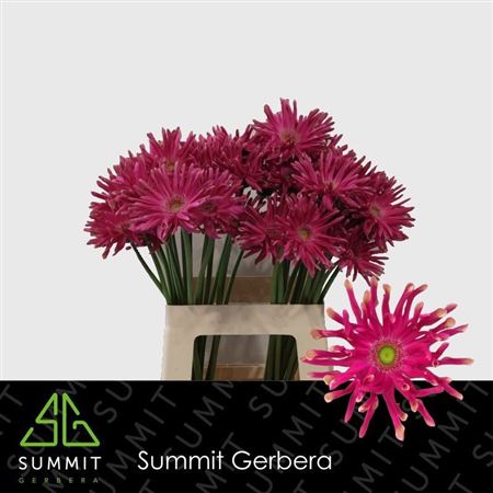 Gerbera Pastini Puglia