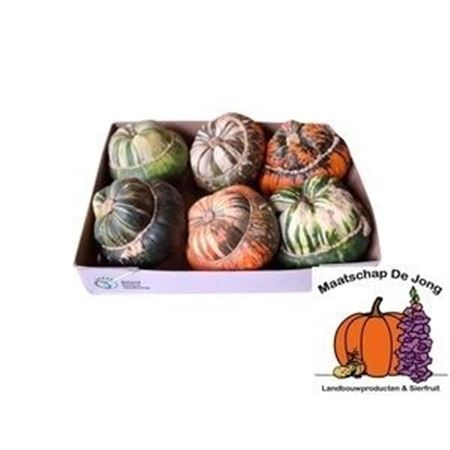 Cucurbita Turkish Turban Mix